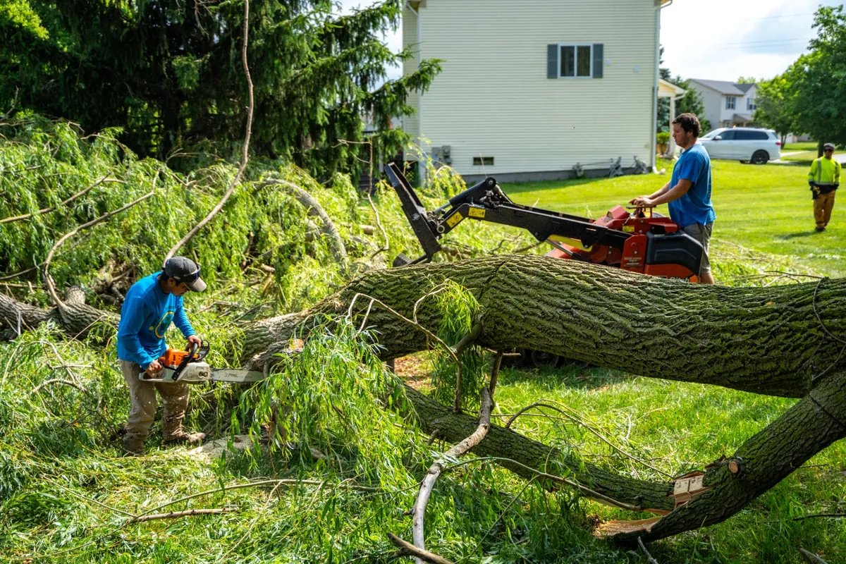 Two-person crew cutting up a large fallen willow after a storm