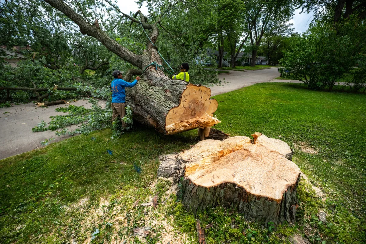 Crew removing a massive tree trunk from a suburban street